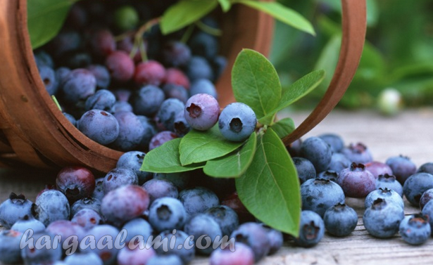 manfaat blueberry untuk kesehatan