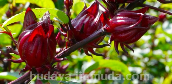 manfaat bunga rosella (FILEminimizer)