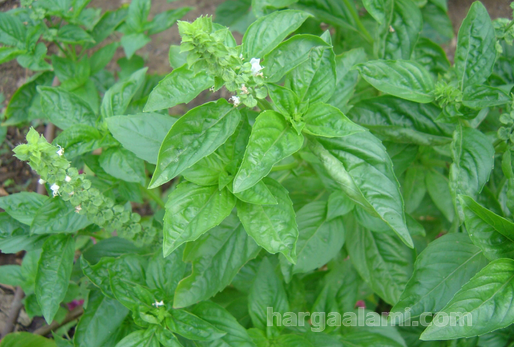 manfaat daun kemangi