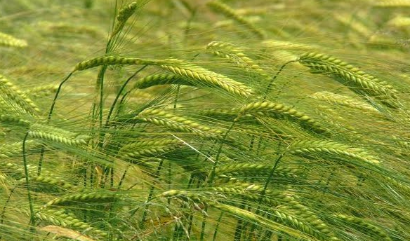 ramuan herbal untuk menghalau demam berdarah