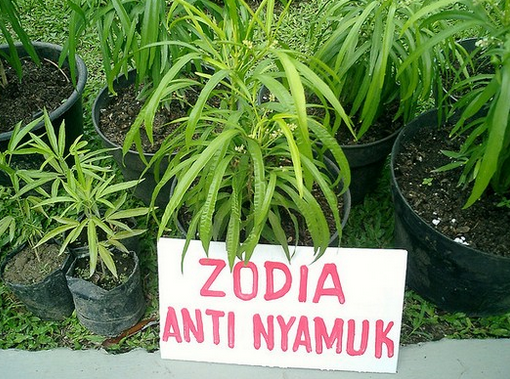 tips mengusir nyamuk pembawa zika zecara alami